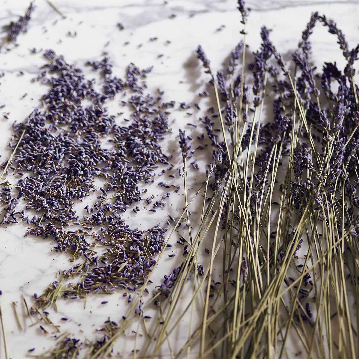 Cult Collection-Lavender & Espresso Body Lotion - 250ml